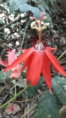 Passiflora miniata