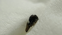 Sassacus