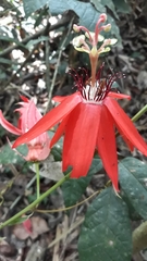 Passiflora miniata