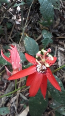 Passiflora miniata