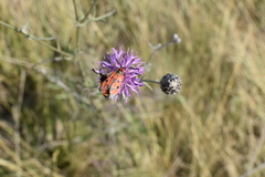 Zygaena laeta