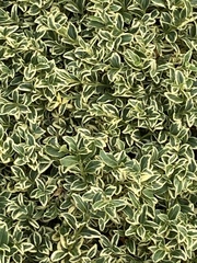 Euonymus japonicus radicans