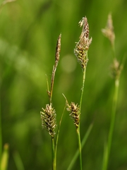 Carex luzulina