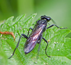 Macrophya annulata