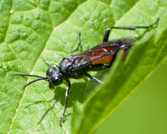 Macrophya annulata