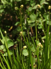 Triantha occidentalis occidentalis