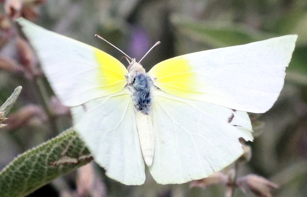 Lyside Sulphur