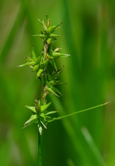 Carex echinata echinata