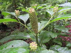 Phytolacca japonica