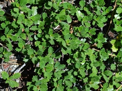 Ceanothus prostratus prostratus