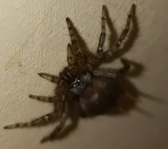 Thelechoris striatipes