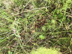 Juncus biflorus