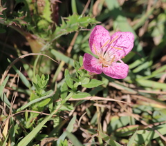 Oenothera canescens