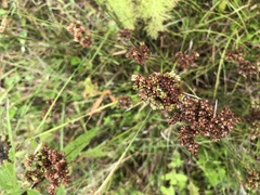 Juncus biflorus