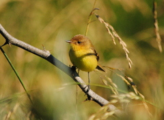 Pseudocolopteryx flaviventris