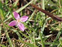 Oenothera canescens