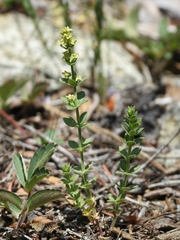 Galium serpenticum scotticum