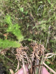 Juncus biflorus