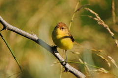 Pseudocolopteryx flaviventris