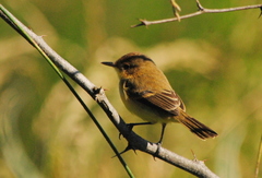 Pseudocolopteryx flaviventris