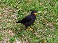 Acridotheres javanicus