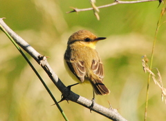 Pseudocolopteryx flaviventris