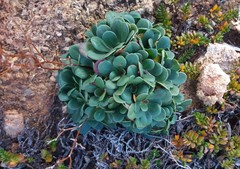 Limonium companyonis