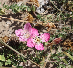 Oenothera canescens