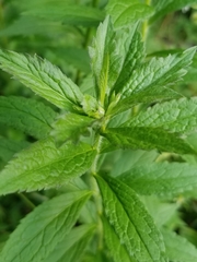 Asphondylia rosulata