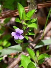 Dyschoriste capitata
