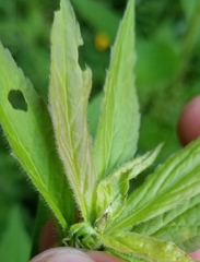 Asphondylia rosulata