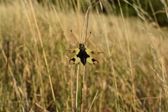 Libelloides macaronius