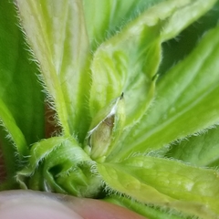 Asphondylia rosulata