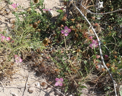 Oenothera canescens