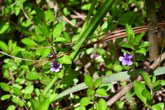Dyschoriste capitata