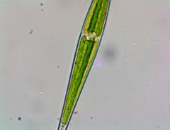 Closterium setaceum