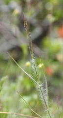 Danthonia unispicata