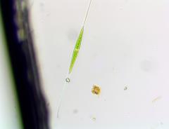 Closterium setaceum
