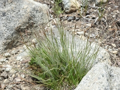 Danthonia unispicata