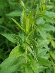 Asphondylia rosulata