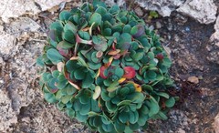 Limonium companyonis