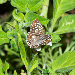 Burnsius oileus