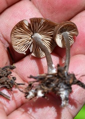 Myochromella boudieri