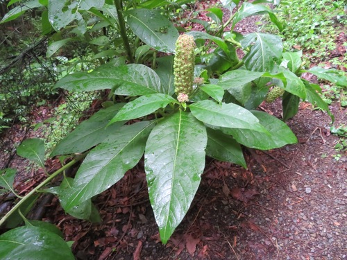 Image of Phytolacca japonica by (c) Marco Mussita, some rights reserved (CC BY)