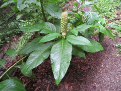 Phytolacca japonica