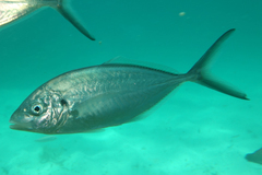 Pseudocaranx wrighti