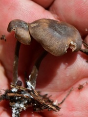 Myochromella boudieri