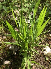 Dichanthelium xanthophysum