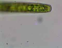 Pleurotaenium trabecula