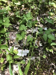 Dichanthelium xanthophysum